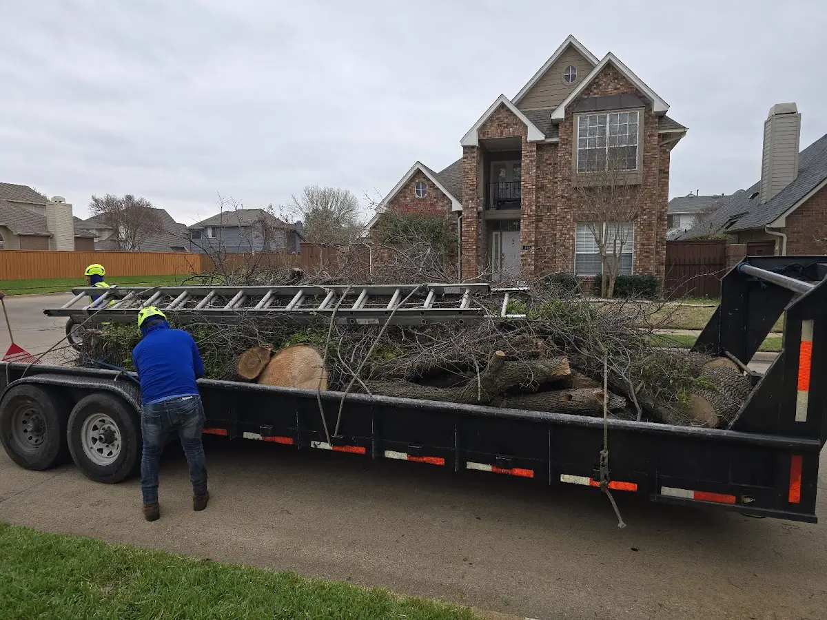 Expert Tree Pest Control with proper safety equipment in Poteet